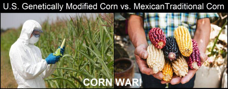 Mexico Takes a Stand Against U.S. Big Ag and GMO Corn to Protect Their Native Varieties of Mexican Corn