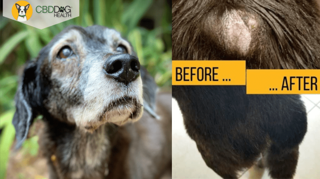 Natural Remedies for Mast Cell Tumors in Dogs - CBD Dog Health