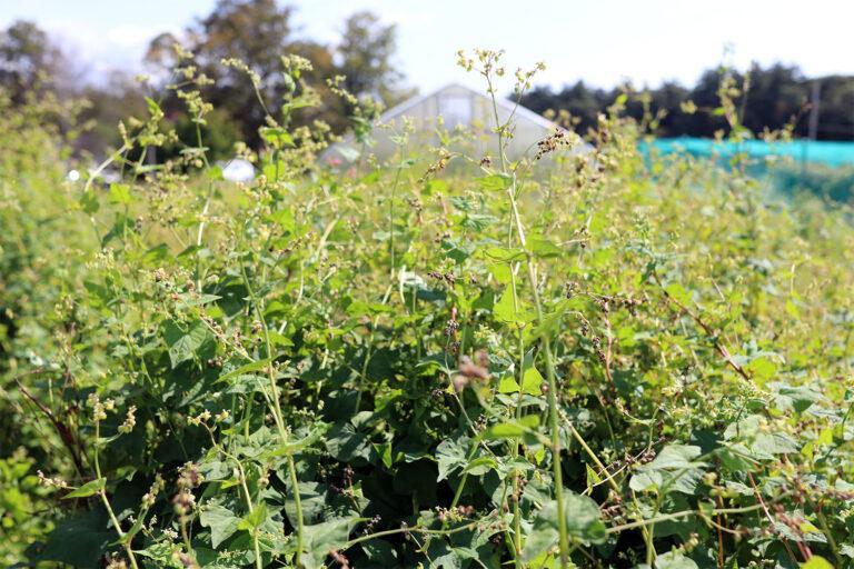 UNH researchers study a prized buckwheat variety, and it’s growing in Maine