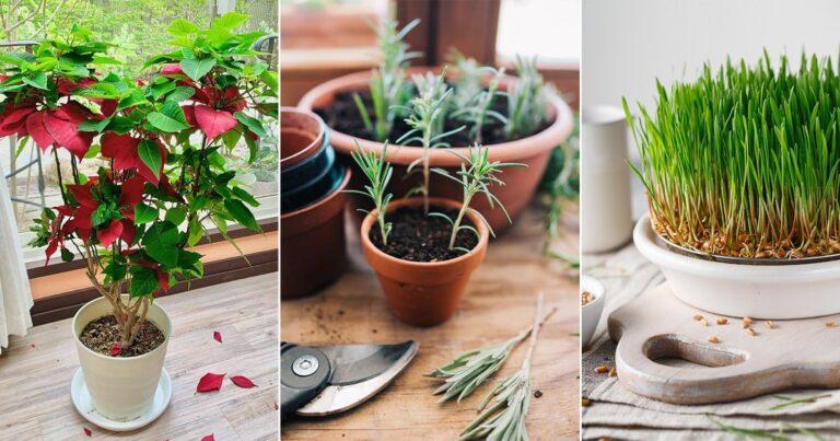 10 Houseplants You Can Grow from Products in Grocery Stores and Supermarkets | Balcony Garden Web