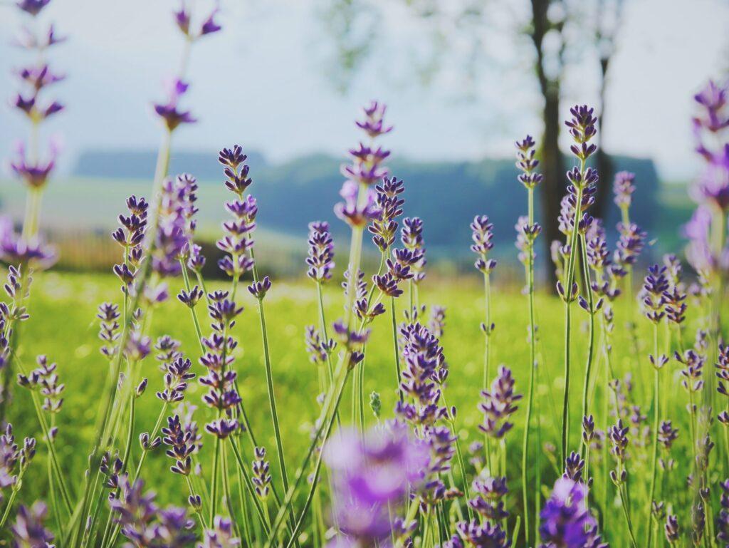 10 natural remedies to beat your seasonal allergies