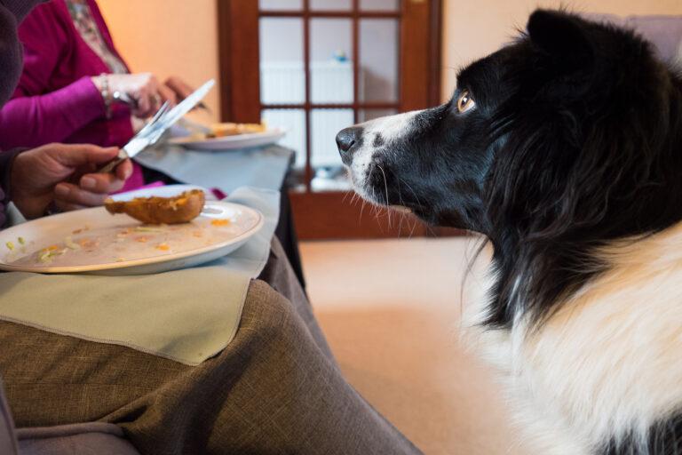 Dogs’ gut health may benefit from a few leftovers | News | The Times