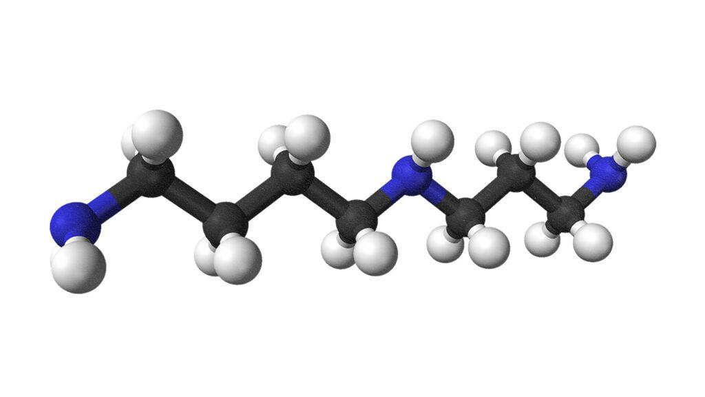 Is spermidine a legitimate anti-aging supplement?