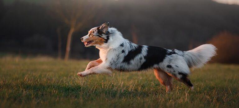 Collagen for Dogs: Integral K9 for Canine Gut Health - BioStar US