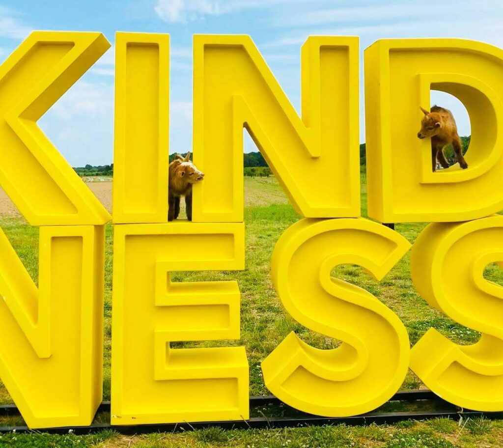 Goat Yoga Fund-Raiser in Water Mill | The East Hampton Star