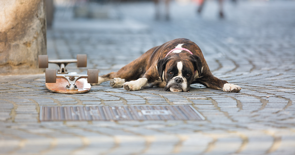 Natural Remedies for Dogs with Pancreatitis