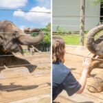Watch these elephants do yoga at the Houston Zoo