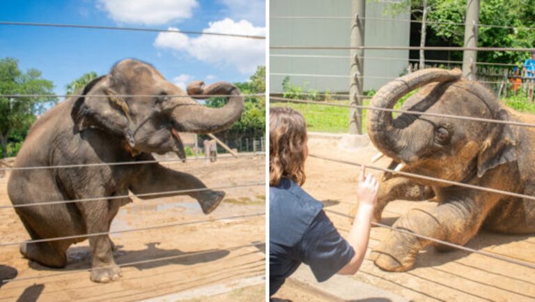 Watch these elephants do yoga at the Houston Zoo