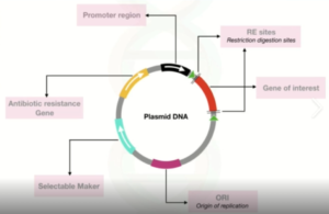 What's Plasmid DNA And Why Is It Being Put In Food, Water, Air & Vaccines? Dr. Bryan Ardis Interview | Holistic Health Online