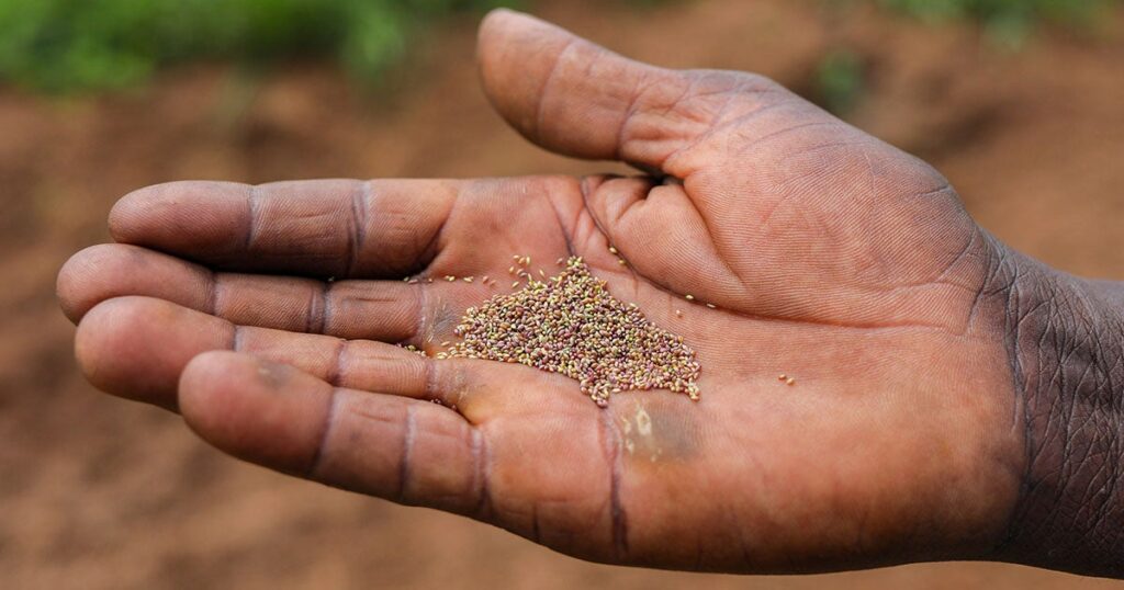 Could a grain older than the wheel be the future of food?