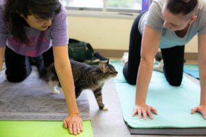 Downward cat? At kitten yoga in Everett, it’s all paw-sitive vibes | HeraldNet.com