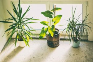 3 Natural Remedies for Fungus Gnats