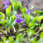 9 Reasons to Embrace the Wild Violets in Your Lawn