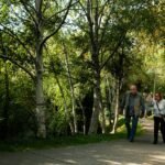 Two adults walking together along a paved path through birch trees