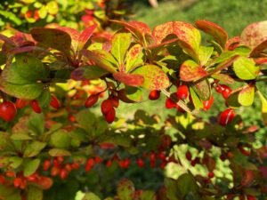 Barberry bush with clusters of red berries and green leaves