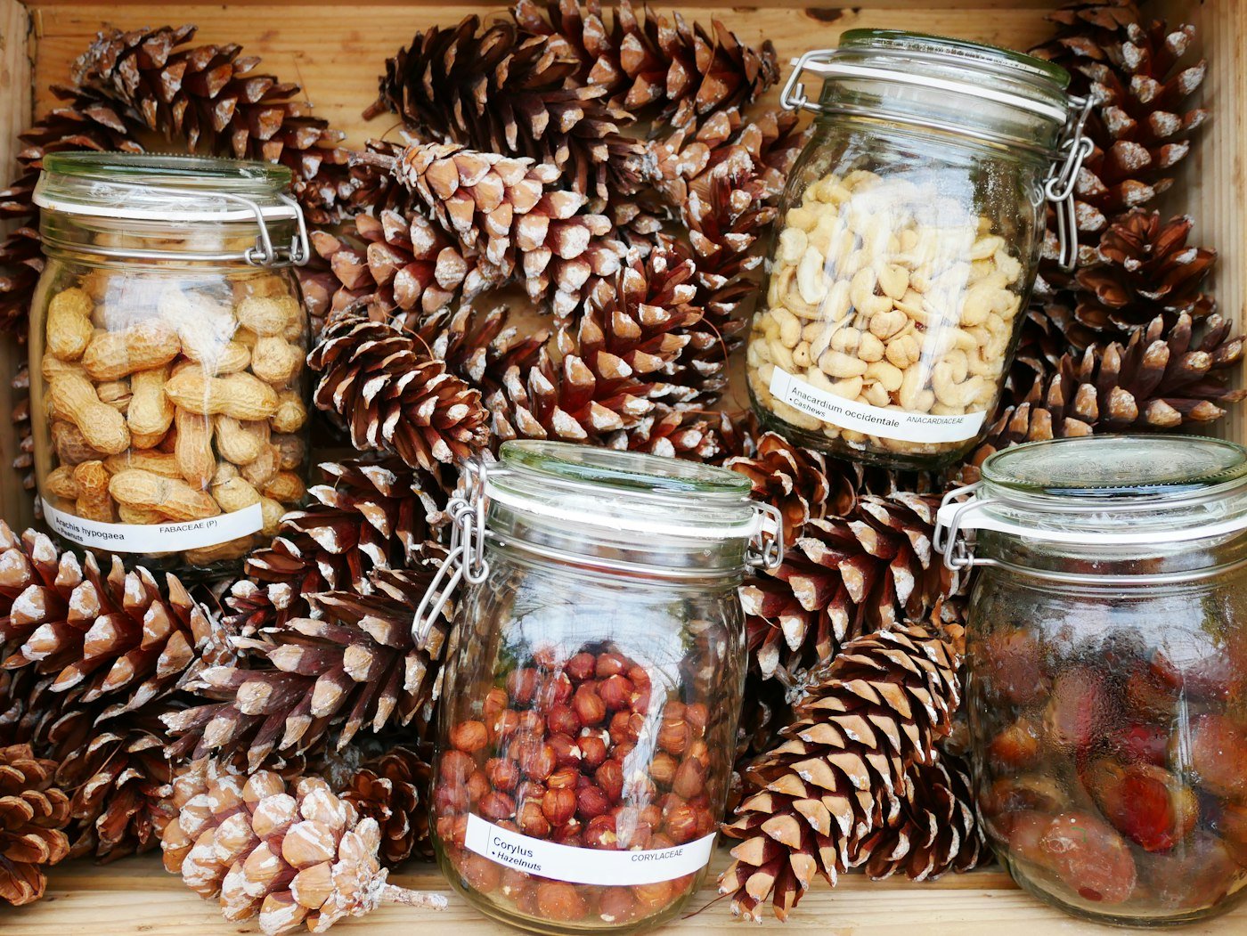 Brown and white beans stored in clear glass jars
