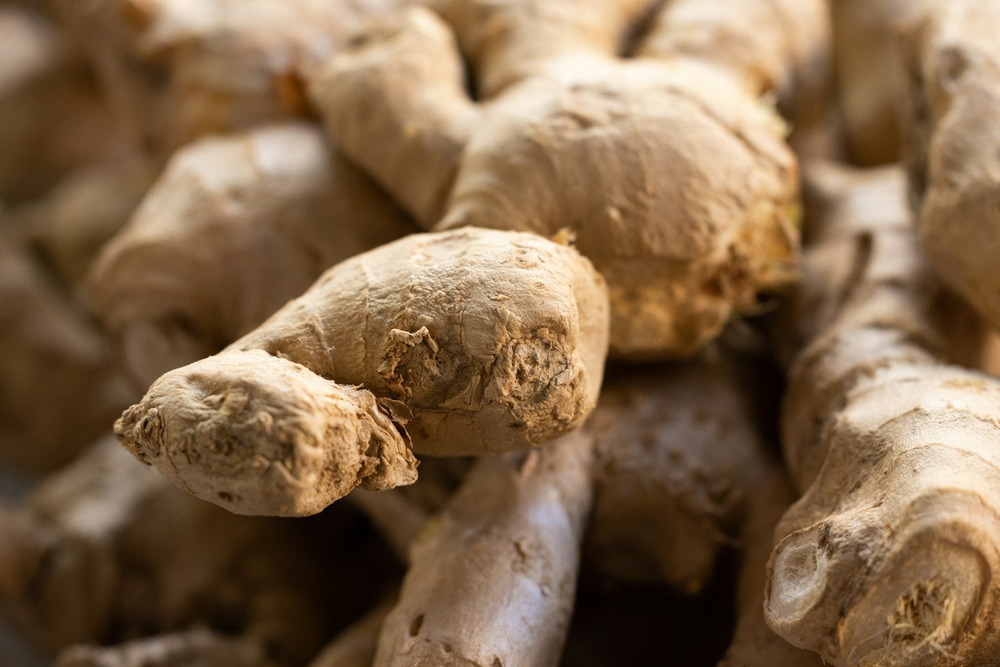 Close-up of a bunch of fresh ginger roots