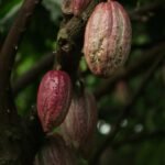 Fresh cacao pods, the source of flavanol-rich cocoa