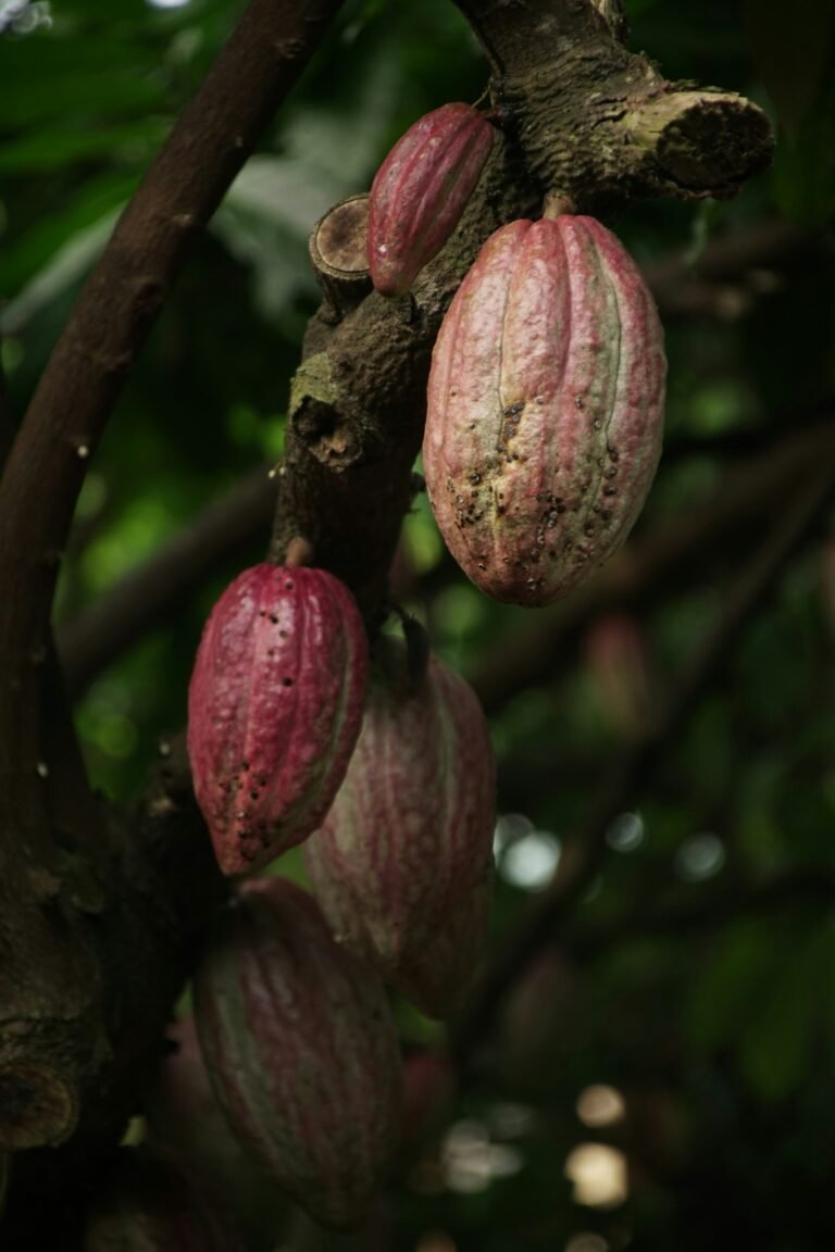 Fresh cacao pods, the source of flavanol-rich cocoa