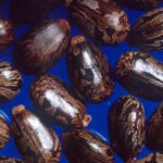 Mottled castor beans, the seeds of Ricinus communis that castor oil is pressed from