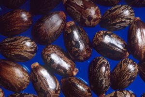 Mottled castor beans, the seeds of Ricinus communis that castor oil is pressed from