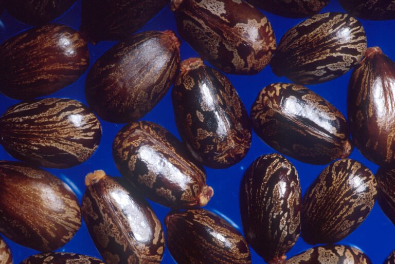 Mottled castor beans, the seeds of Ricinus communis that castor oil is pressed from