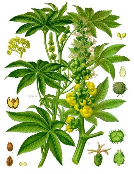 19th-century botanical illustration of the castor oil plant showing leaves, spiny seed pods and seeds