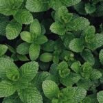Dense cluster of vibrant green mint leaves