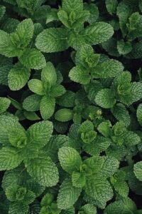 Dense cluster of vibrant green mint leaves