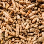 Pile of fresh turmeric roots