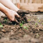 Hands planting young seedlings in dark garden soil