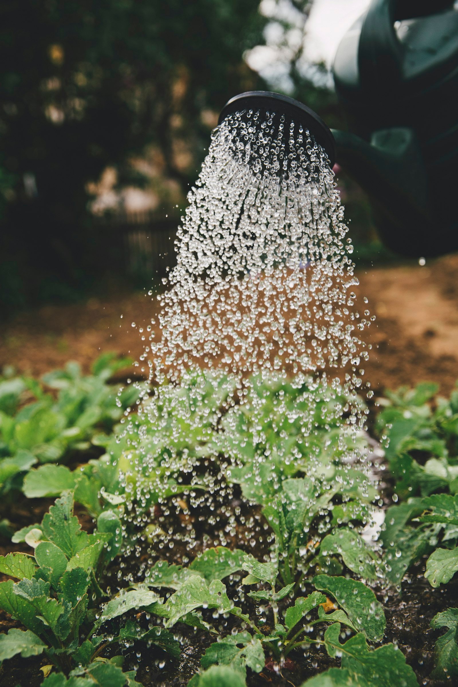 Person watering young plants in a garden