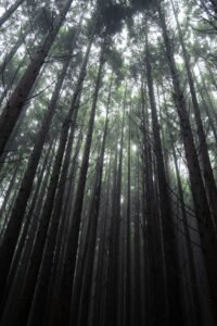 Green and brown forest trees in daylight