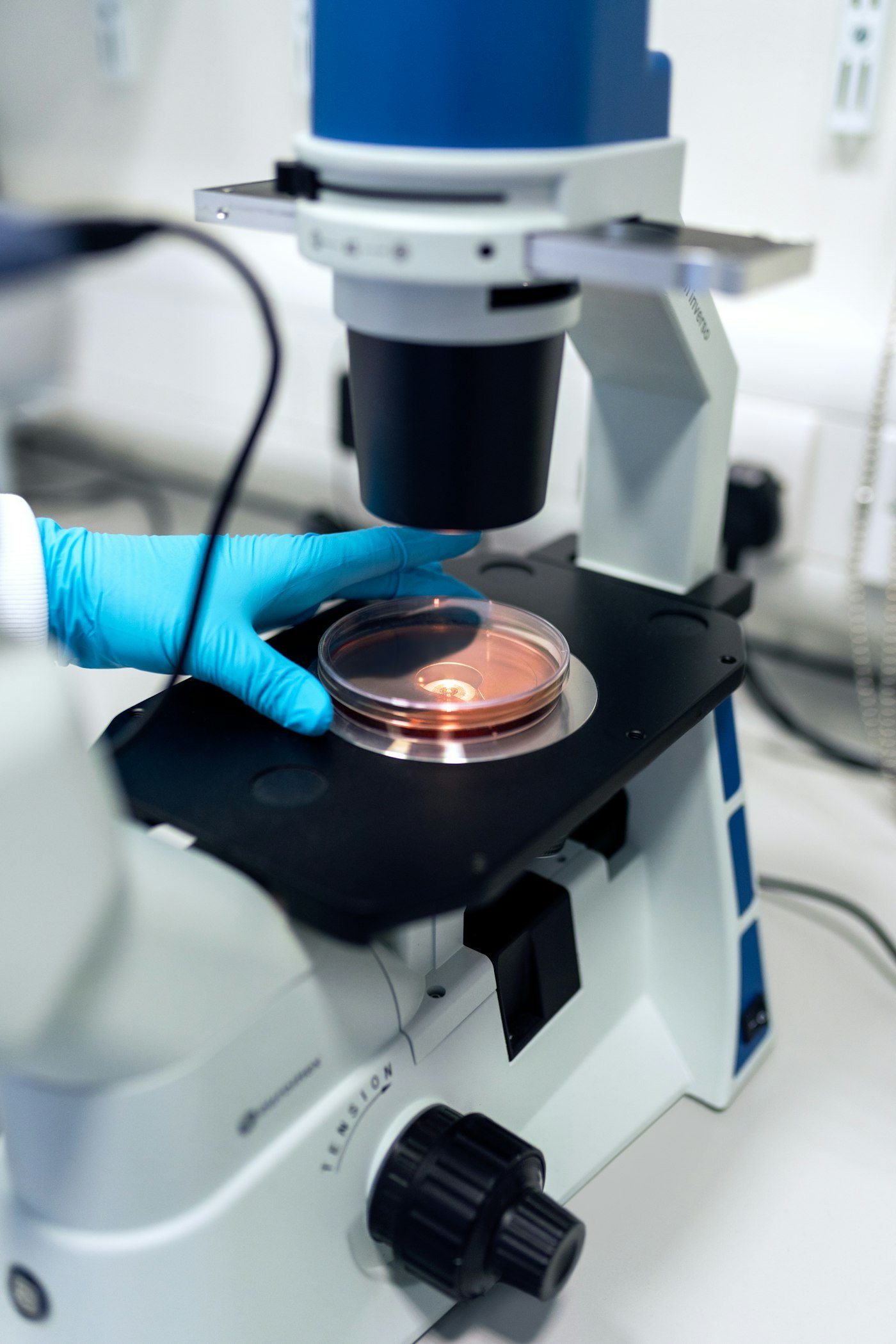 Gloved hands placing a petri dish under a laboratory microscope