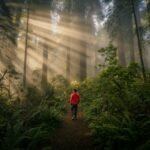Person walking through a misty forest with sunbeams shining through the trees