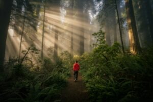 Person walking through a misty forest with sunbeams shining through the trees