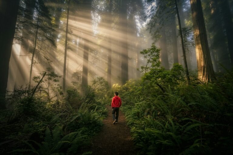Person walking through a misty forest with sunbeams shining through the trees