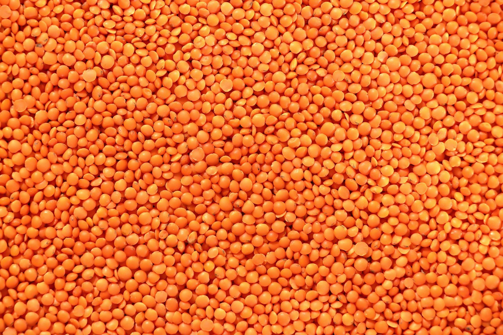 A close-up pile of red lentils