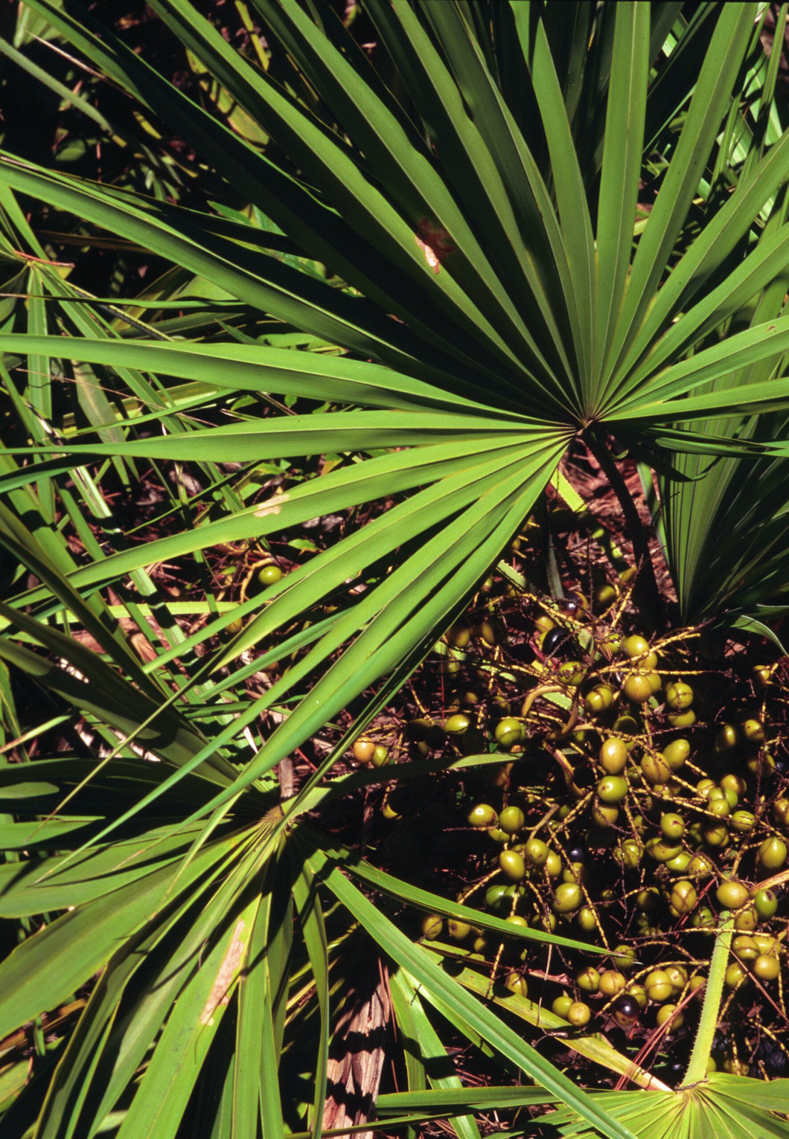 Saw palmetto (Serenoa repens), a low fan palm native to the southeastern United States