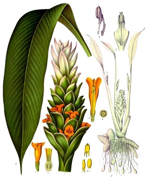 19th-century botanical illustration of the turmeric plant showing leaves, flower spike and rhizome