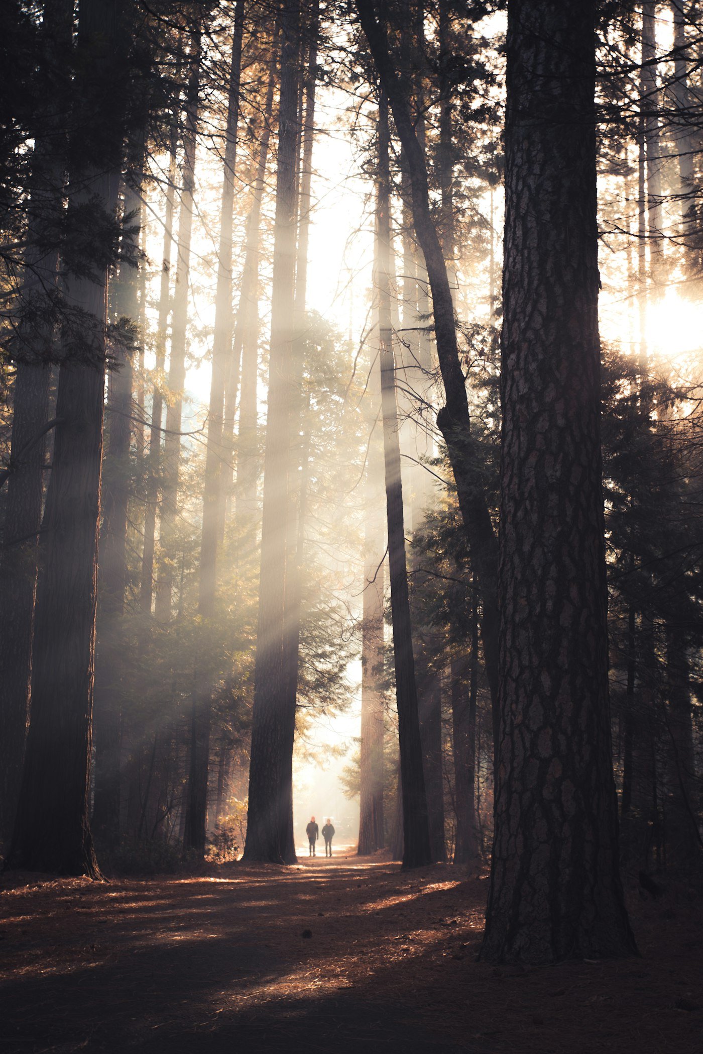 Two people walking between tall forest trees