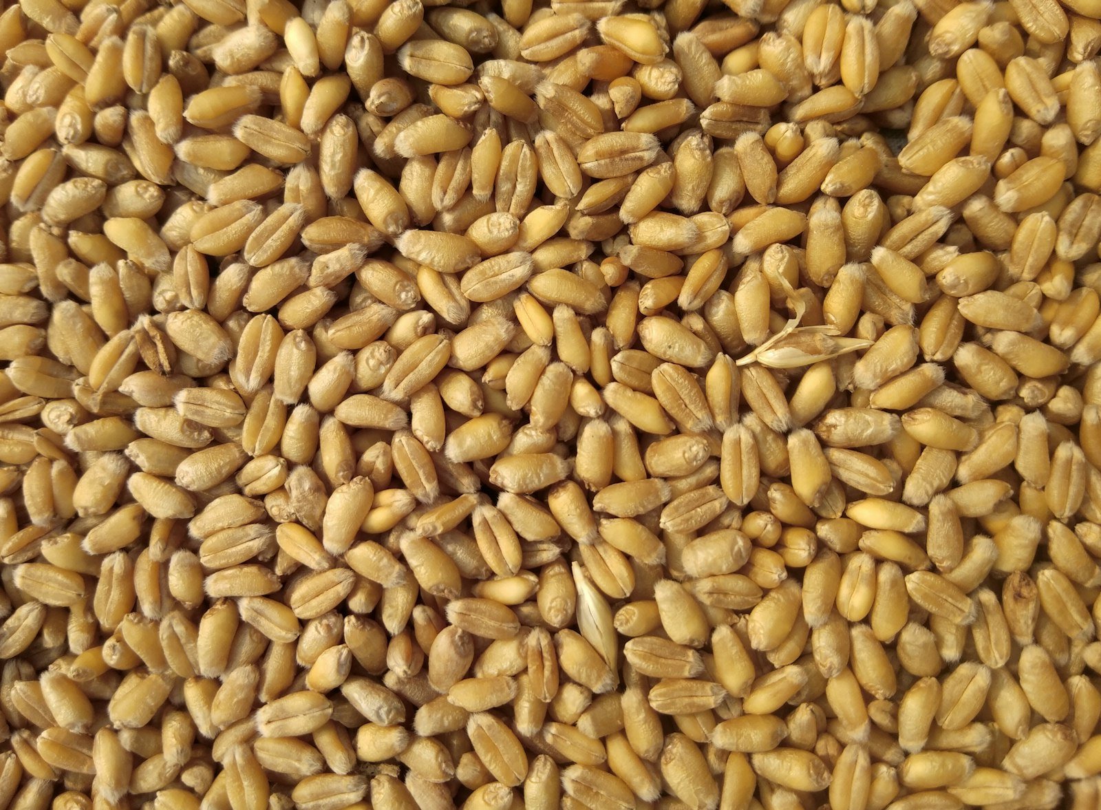 Close-up of brown whole grains